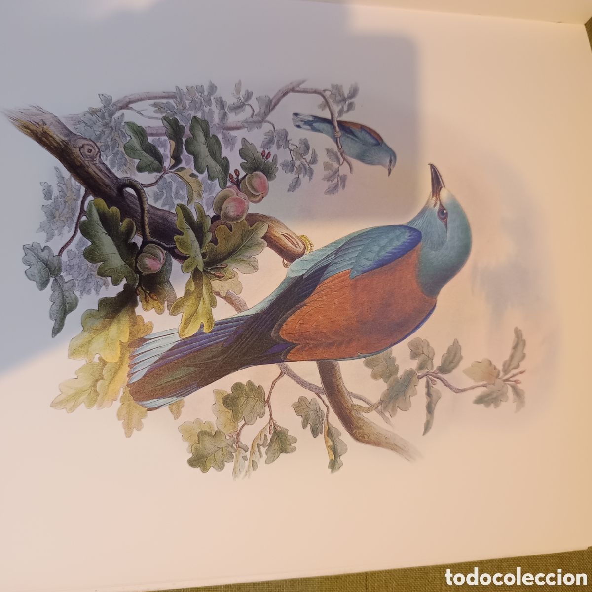 Libros de segunda mano: Las aves de Europa de John Gould - Foto 3