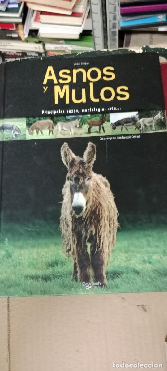 Libros de segunda mano: Asnos y mulos. Principales razas, morfolog&iacute;a, cr&iacute;a... - Sime&oacute;n, V&iacute;ctor LIBRO B-BRI