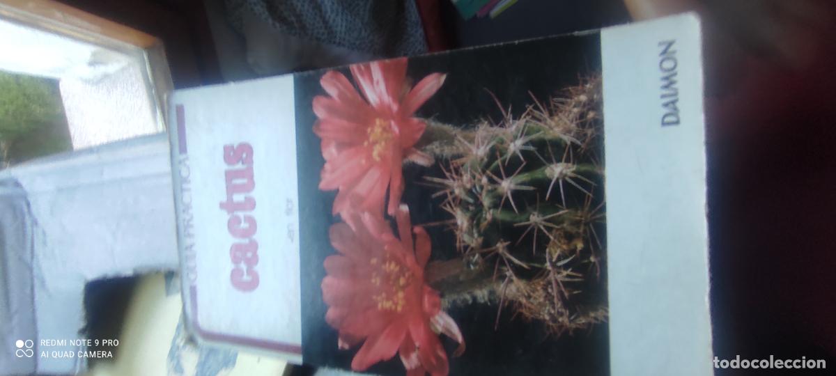 Libros de segunda mano: CACTUS EN FLOR,GUY RAYZER,DAIMON EDITORIAL,1984