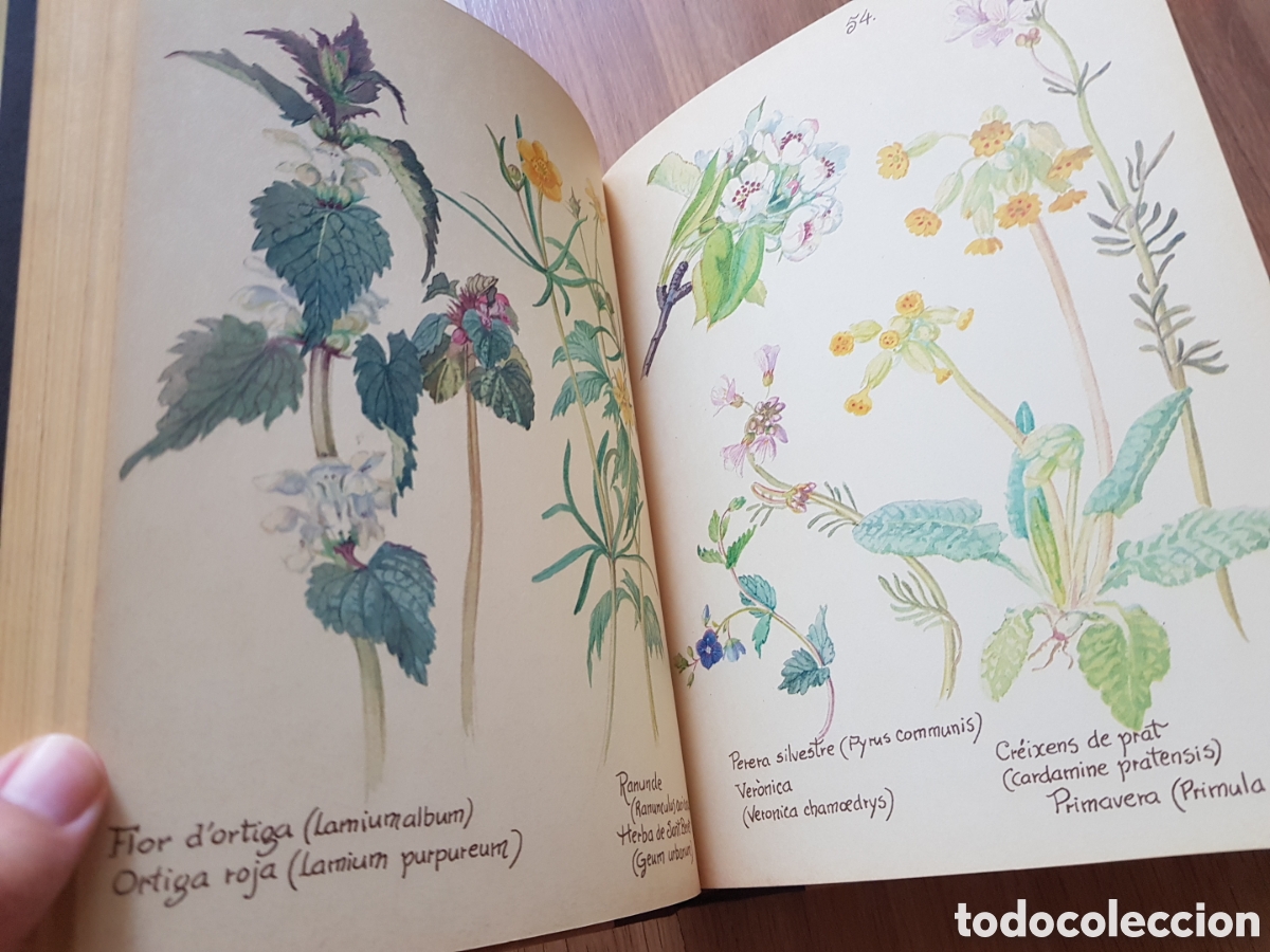 Libros de segunda mano: La joia de viure la natura. Edith holden - Foto 5
