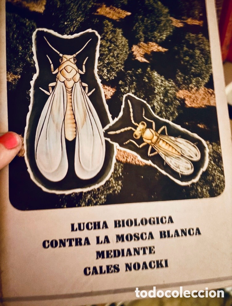 Libros de segunda mano: LUCHA BIOLOGICA CONTRA LA MOSCA BLANCA MEDIANTE CALES NOACKI.