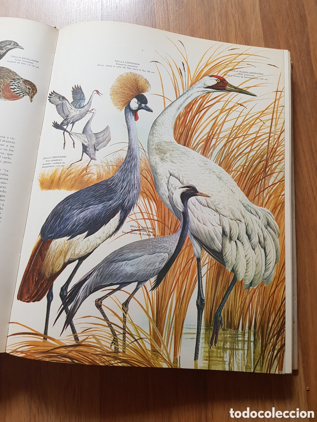 Libros de segunda mano: Las aves. timun mas. Oliver - Foto 5