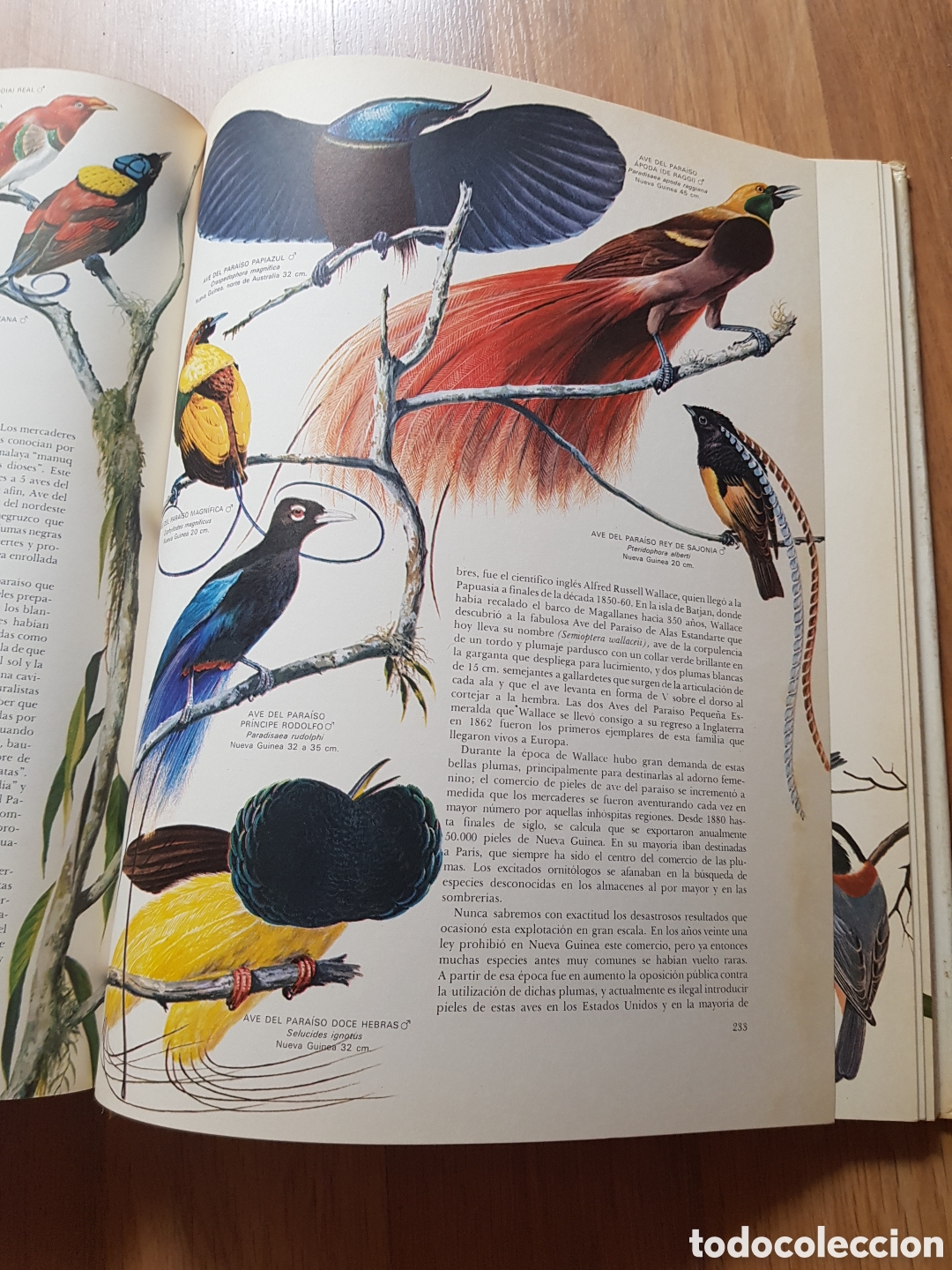 Libros de segunda mano: Las aves. timun mas. Oliver - Foto 6