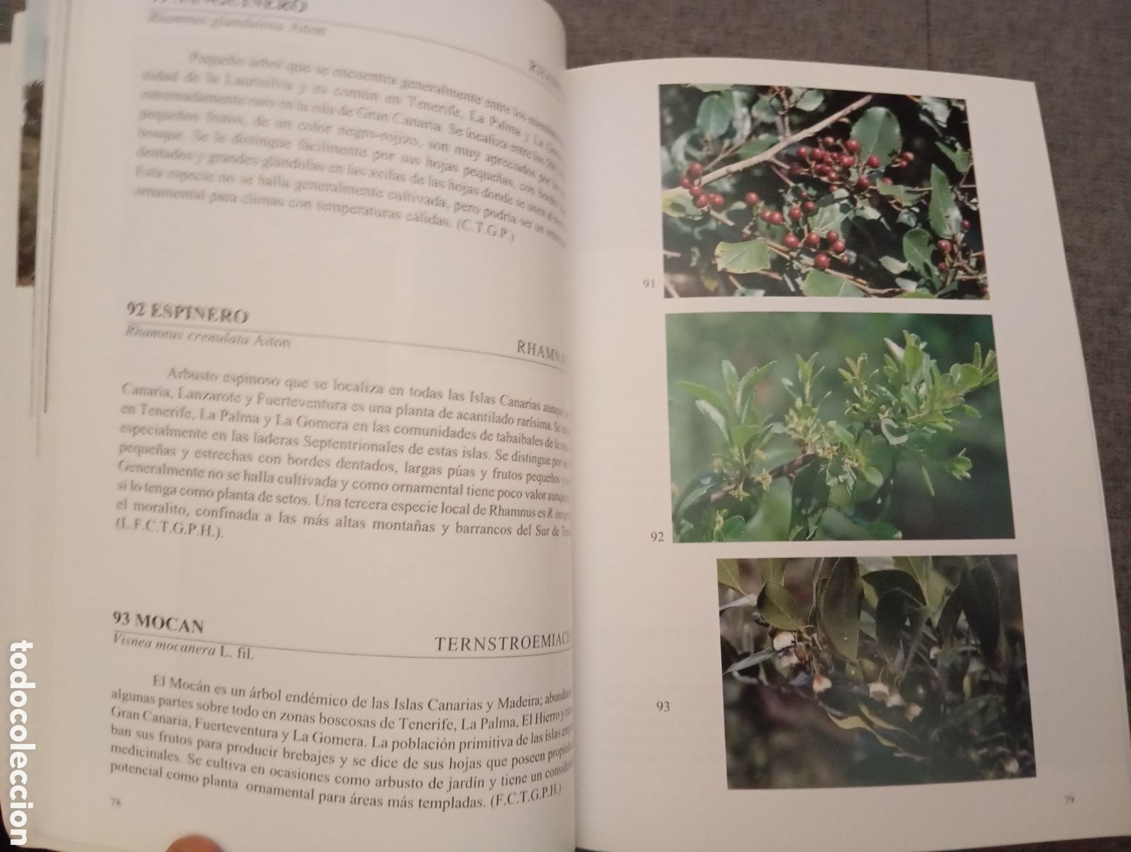 Libros de segunda mano: FLORA DE LAS ISLAS CANARIAS. DAVID BRAMWELL.-GUIA DE BOLSILLO - Foto 7