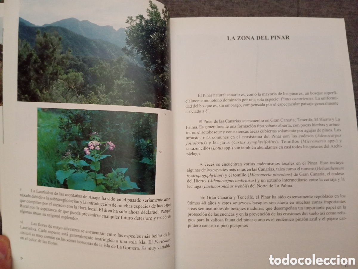 Libros de segunda mano: FLORA DE LAS ISLAS CANARIAS. DAVID BRAMWELL.-GUIA DE BOLSILLO - Foto 8