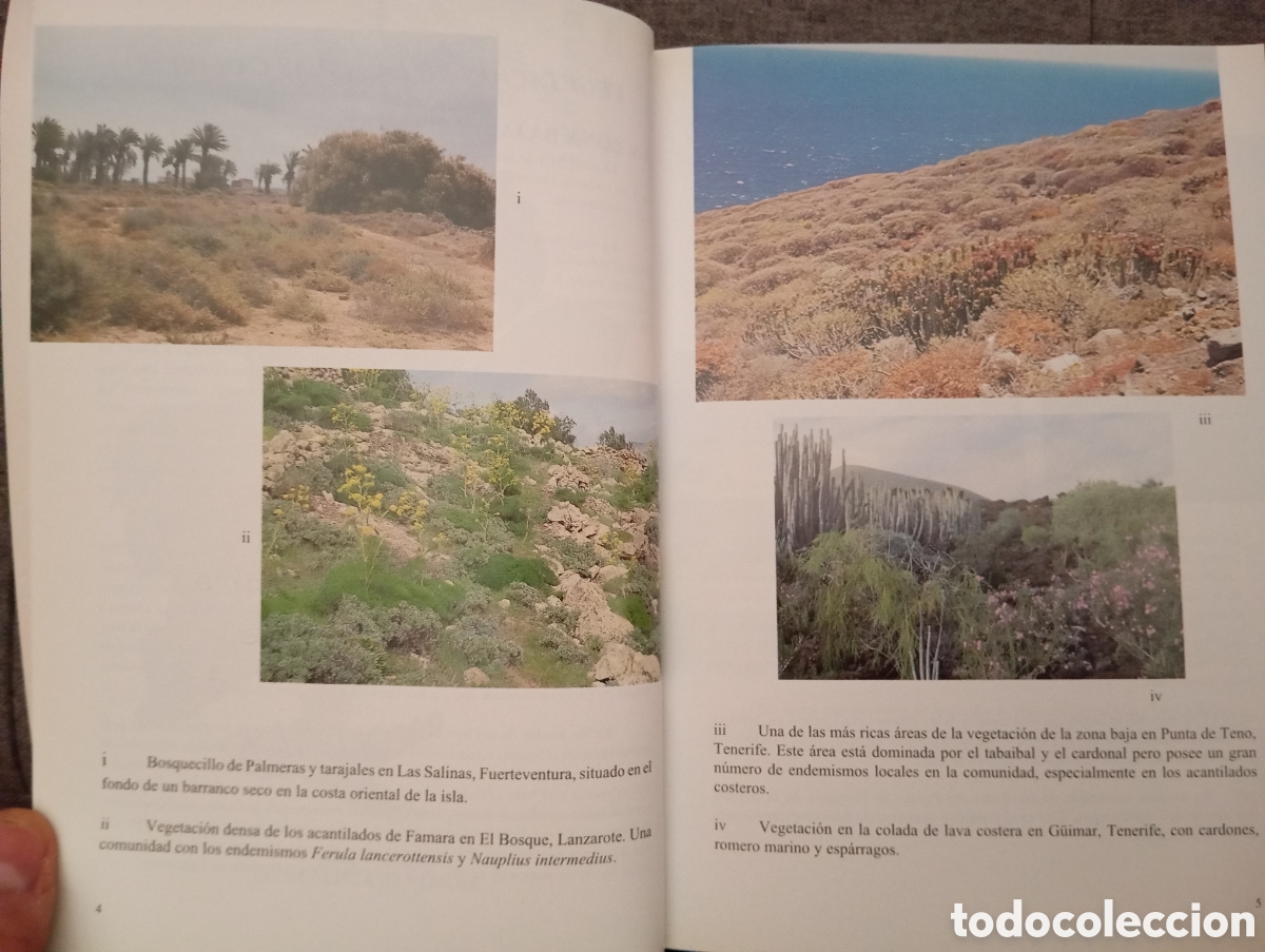 Libros de segunda mano: FLORA DE LAS ISLAS CANARIAS. DAVID BRAMWELL.-GUIA DE BOLSILLO - Foto 9