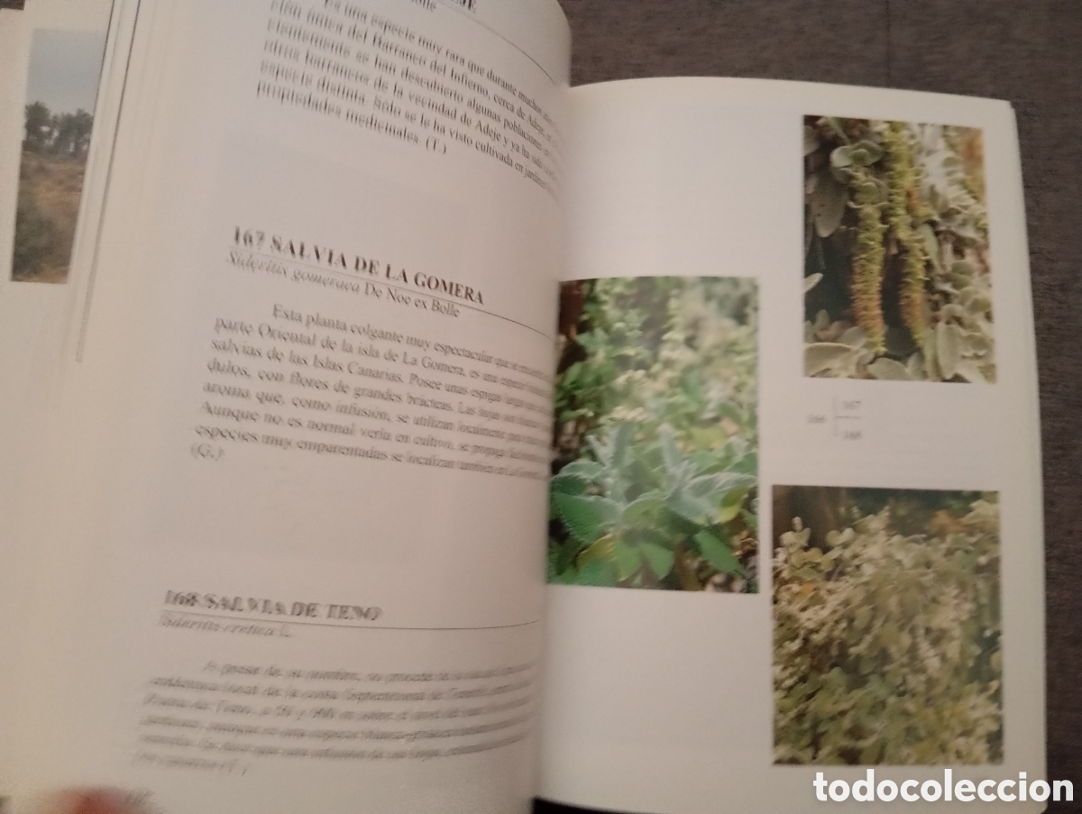 Libros de segunda mano: FLORA DE LAS ISLAS CANARIAS. DAVID BRAMWELL.-GUIA DE BOLSILLO - Foto 10