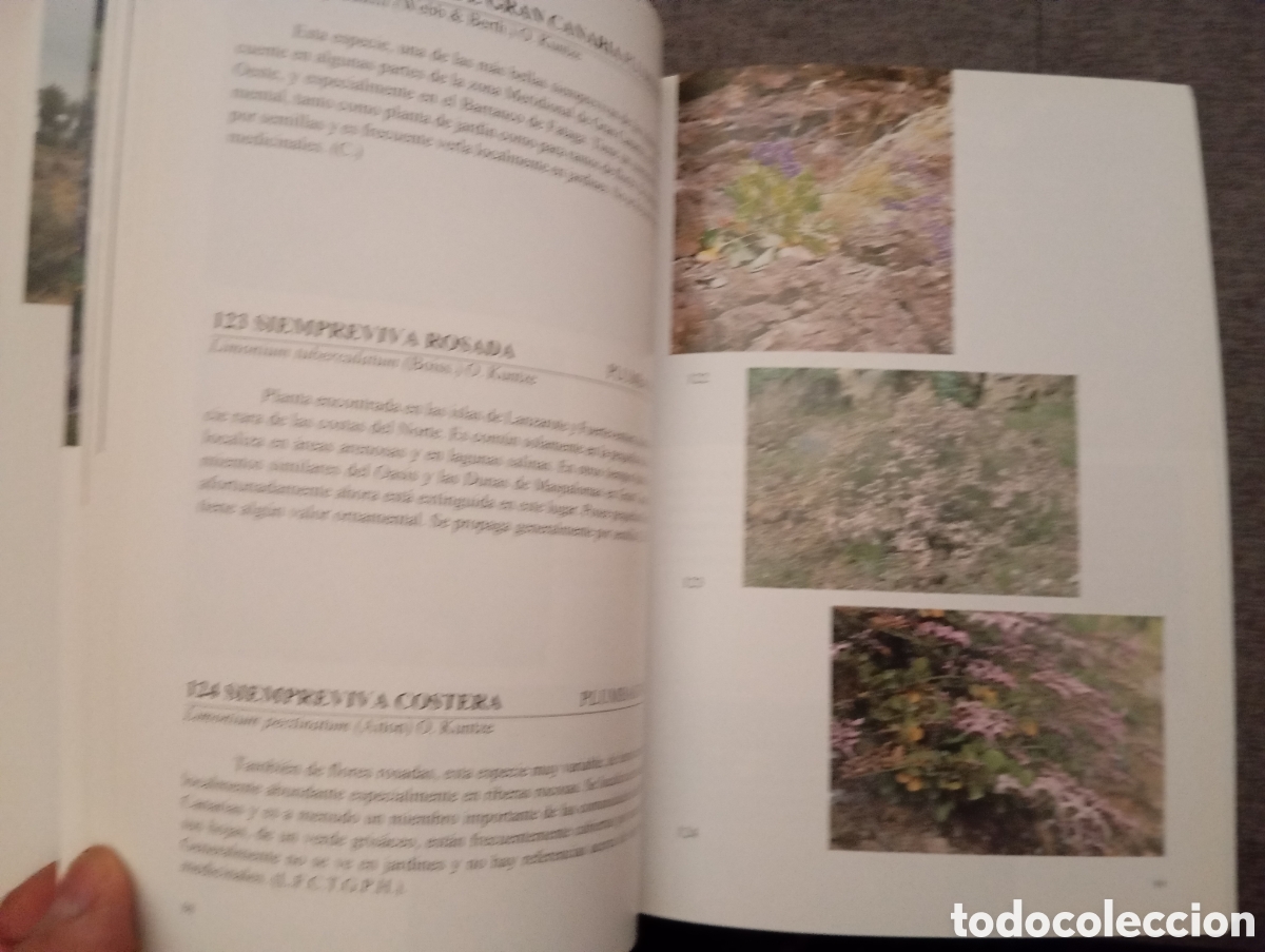 Libros de segunda mano: FLORA DE LAS ISLAS CANARIAS. DAVID BRAMWELL.-GUIA DE BOLSILLO - Foto 11