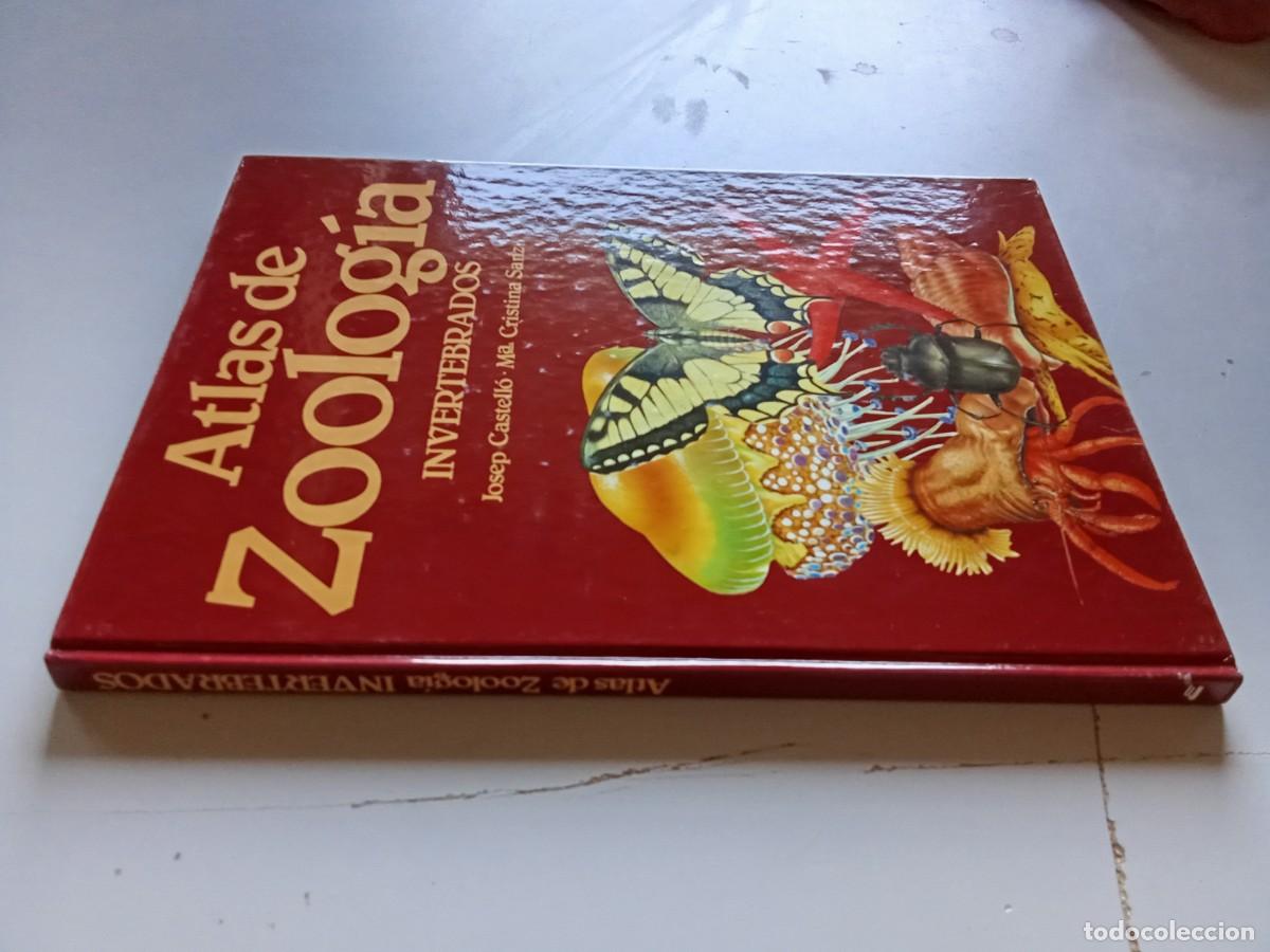 Libros de segunda mano: ATLAS DE ZOOLOGIA INVERTEBRADOS / CASTELLO-SANZ / TXT103 / EDIBOOK