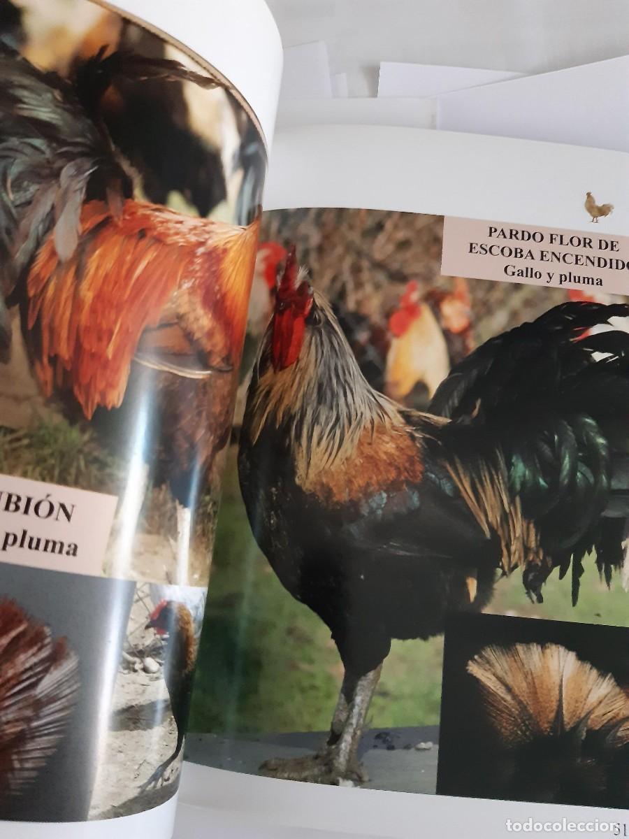 Libros de segunda mano: LOS GALLOS DE PLUMA DE LEON - Foto 7