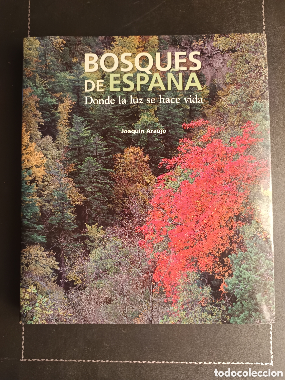 Libros de segunda mano: BOSQUES DE ESPA&Ntilde;A (DONDE LA LUZ SE HACE VIDA)-JOAQUIN ARAUJO