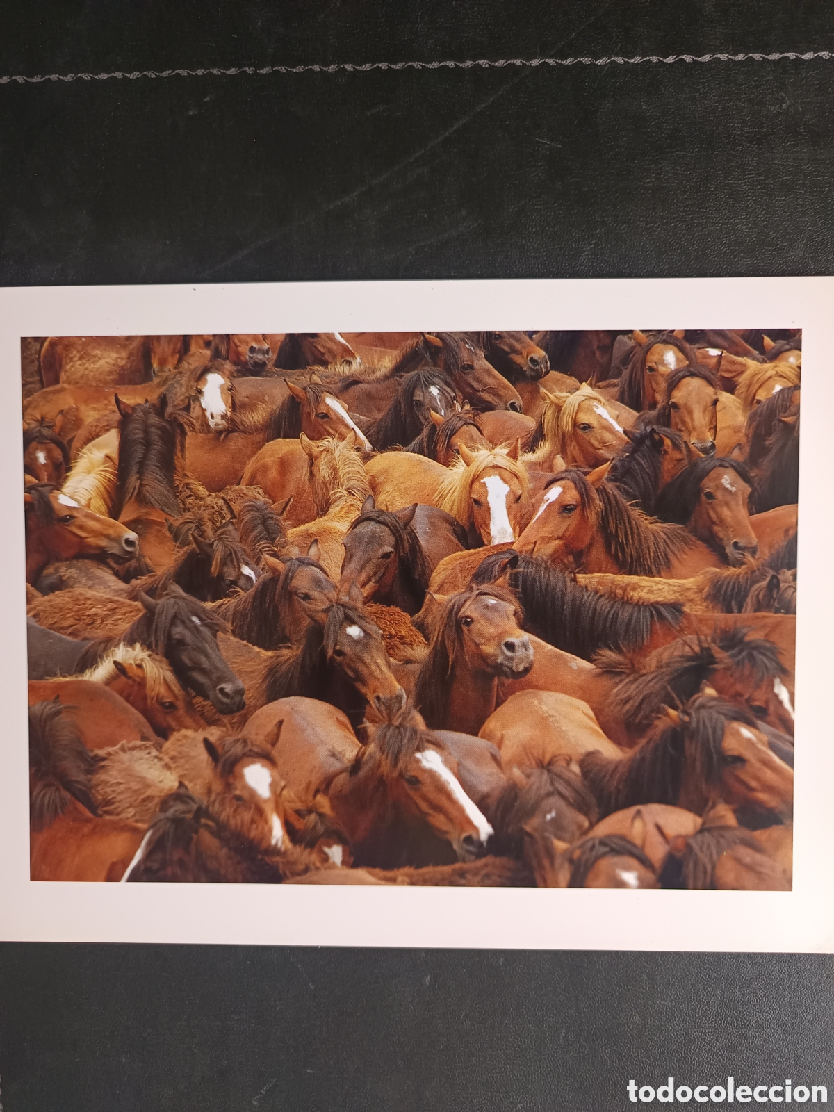 Libros de segunda mano: FAUNA HERIDA. JOAQUIN ARAUJO. LAMINAS EXTRA - Foto 6