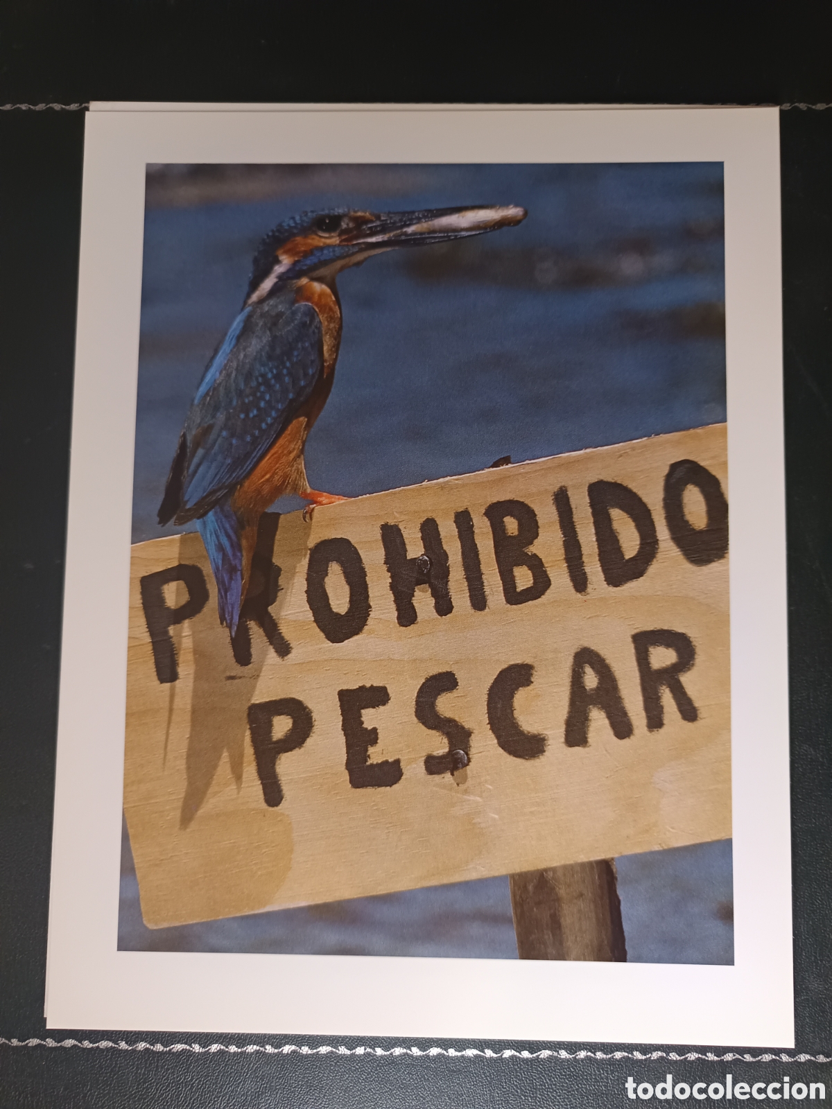 Libros de segunda mano: FAUNA HERIDA. JOAQUIN ARAUJO. LAMINAS EXTRA - Foto 7