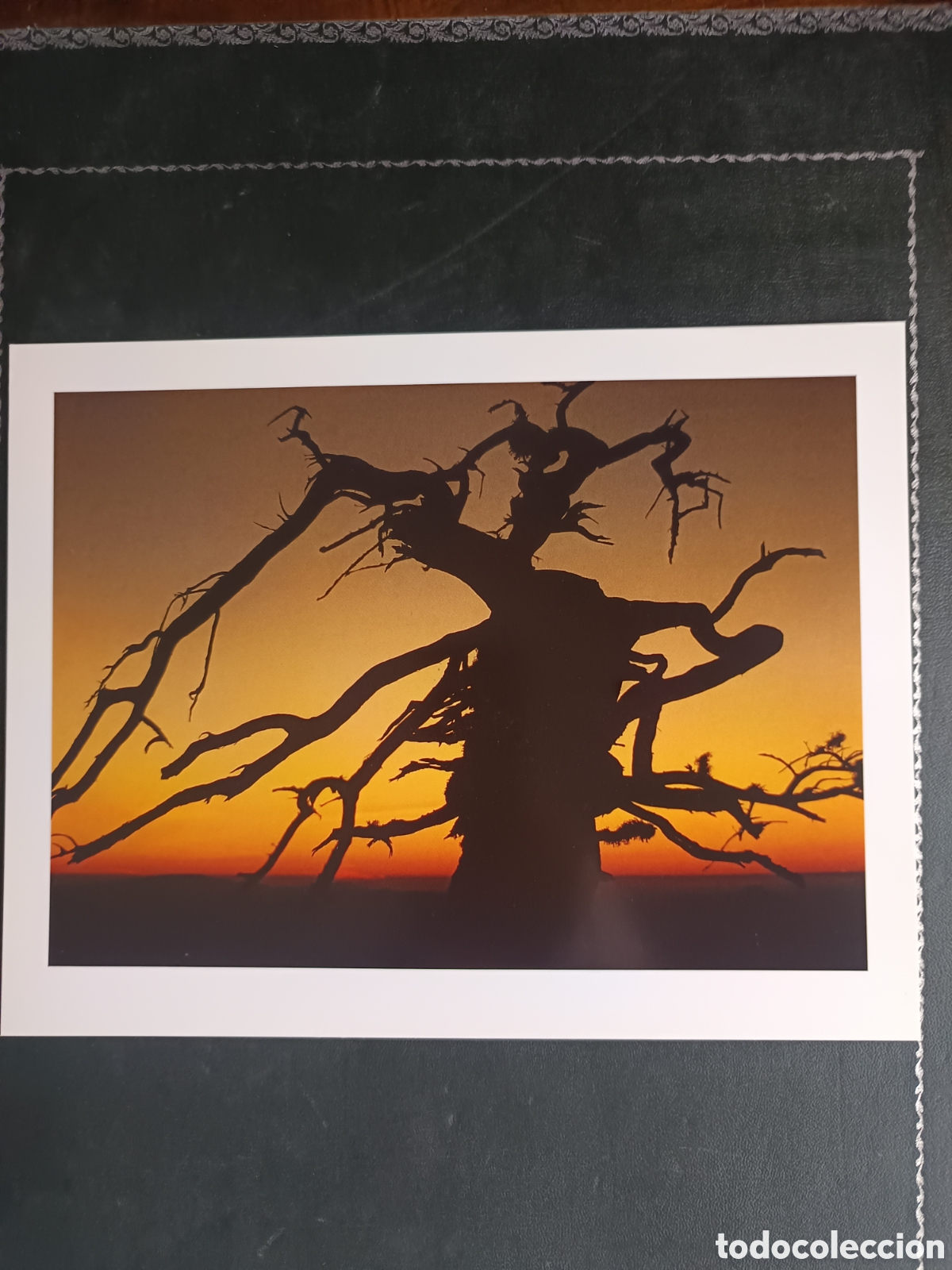 Libros de segunda mano: FAUNA HERIDA. JOAQUIN ARAUJO. LAMINAS EXTRA - Foto 9