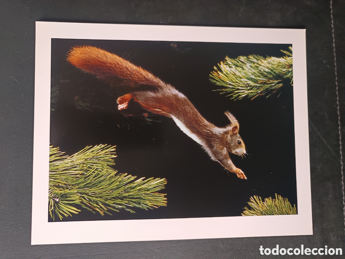 Libros de segunda mano: FAUNA HERIDA. JOAQUIN ARAUJO. LAMINAS EXTRA - Foto 11
