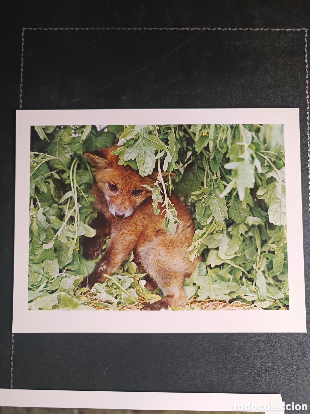 Libros de segunda mano: FAUNA HERIDA. JOAQUIN ARAUJO. LAMINAS EXTRA - Foto 12