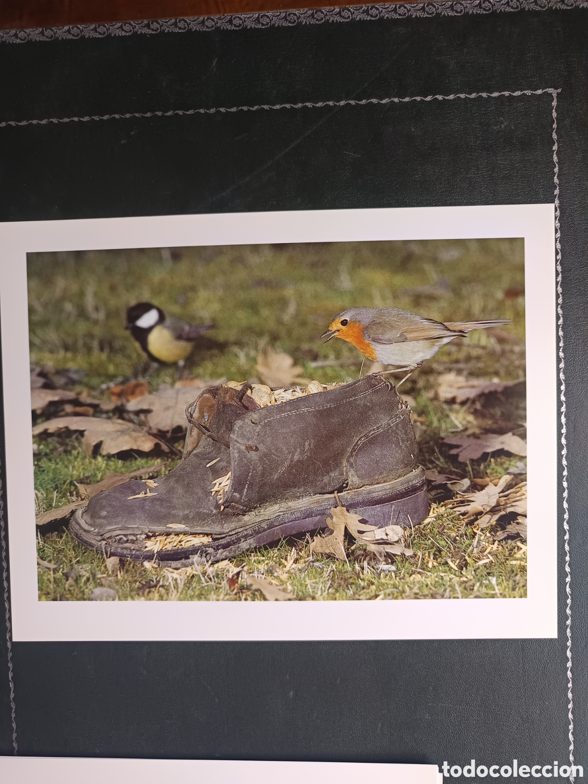 Libros de segunda mano: FAUNA HERIDA. JOAQUIN ARAUJO. LAMINAS EXTRA - Foto 13