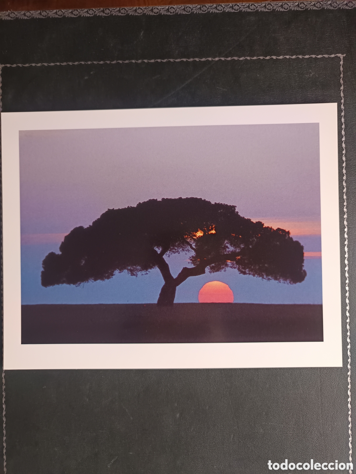 Libros de segunda mano: FAUNA HERIDA. JOAQUIN ARAUJO. LAMINAS EXTRA - Foto 14