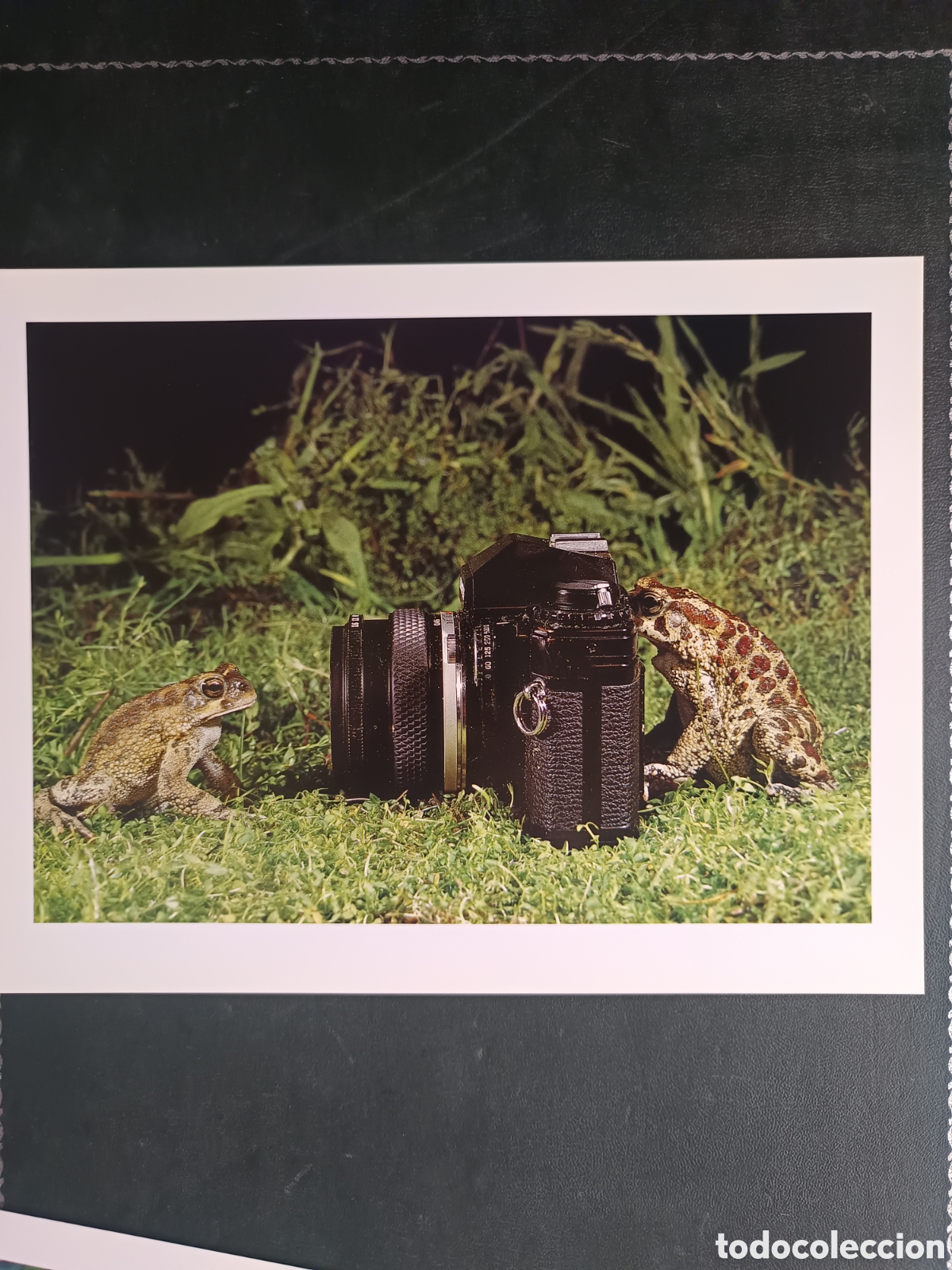 Libros de segunda mano: FAUNA HERIDA. JOAQUIN ARAUJO. LAMINAS EXTRA - Foto 15
