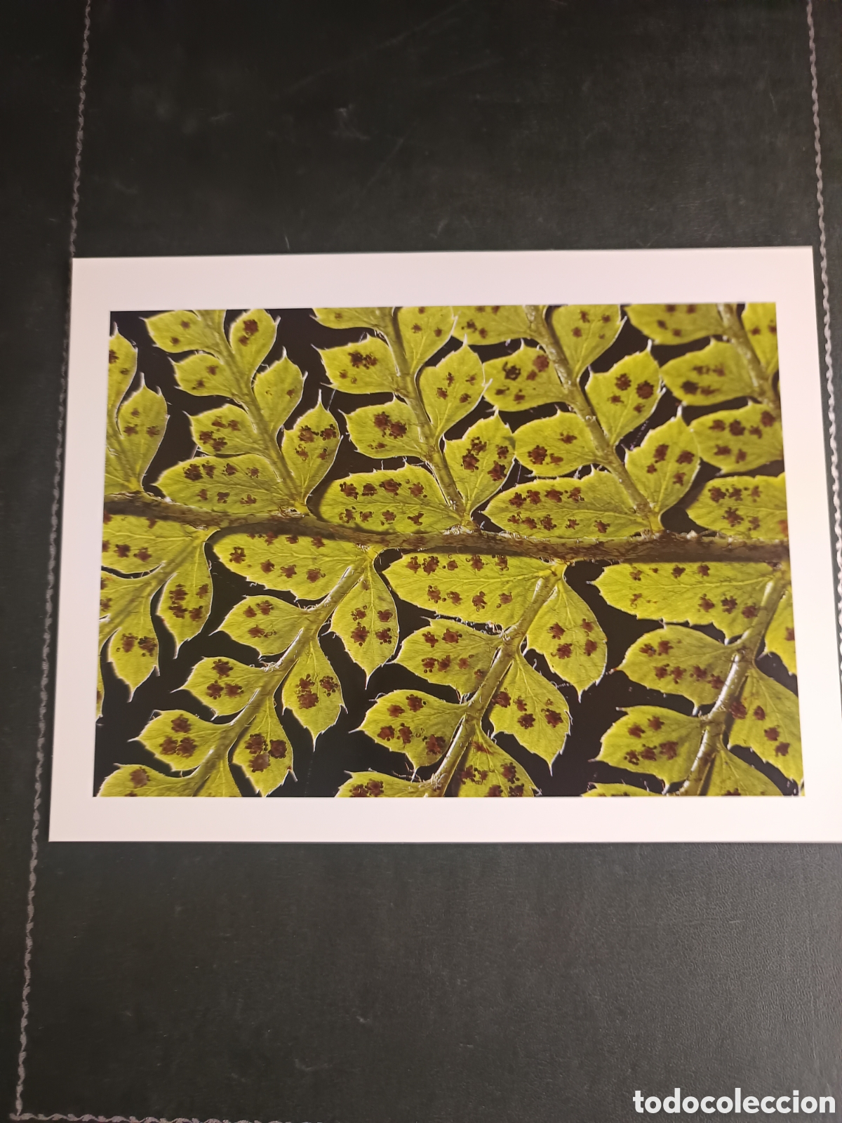 Libros de segunda mano: FAUNA HERIDA. JOAQUIN ARAUJO. LAMINAS EXTRA - Foto 17