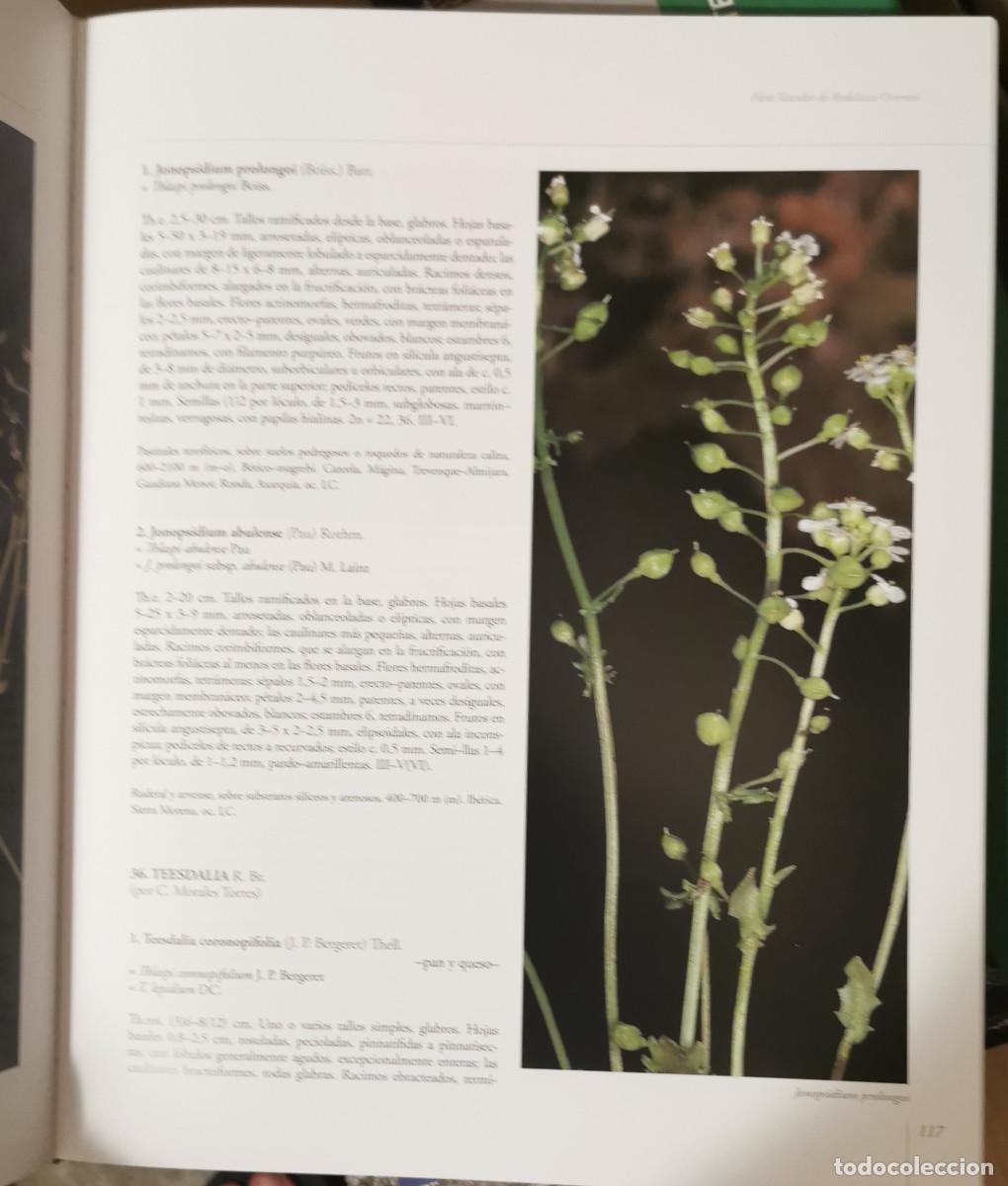 Libros de segunda mano: Flora vascular de Andaluc&iacute;a Oriental - Foto 6