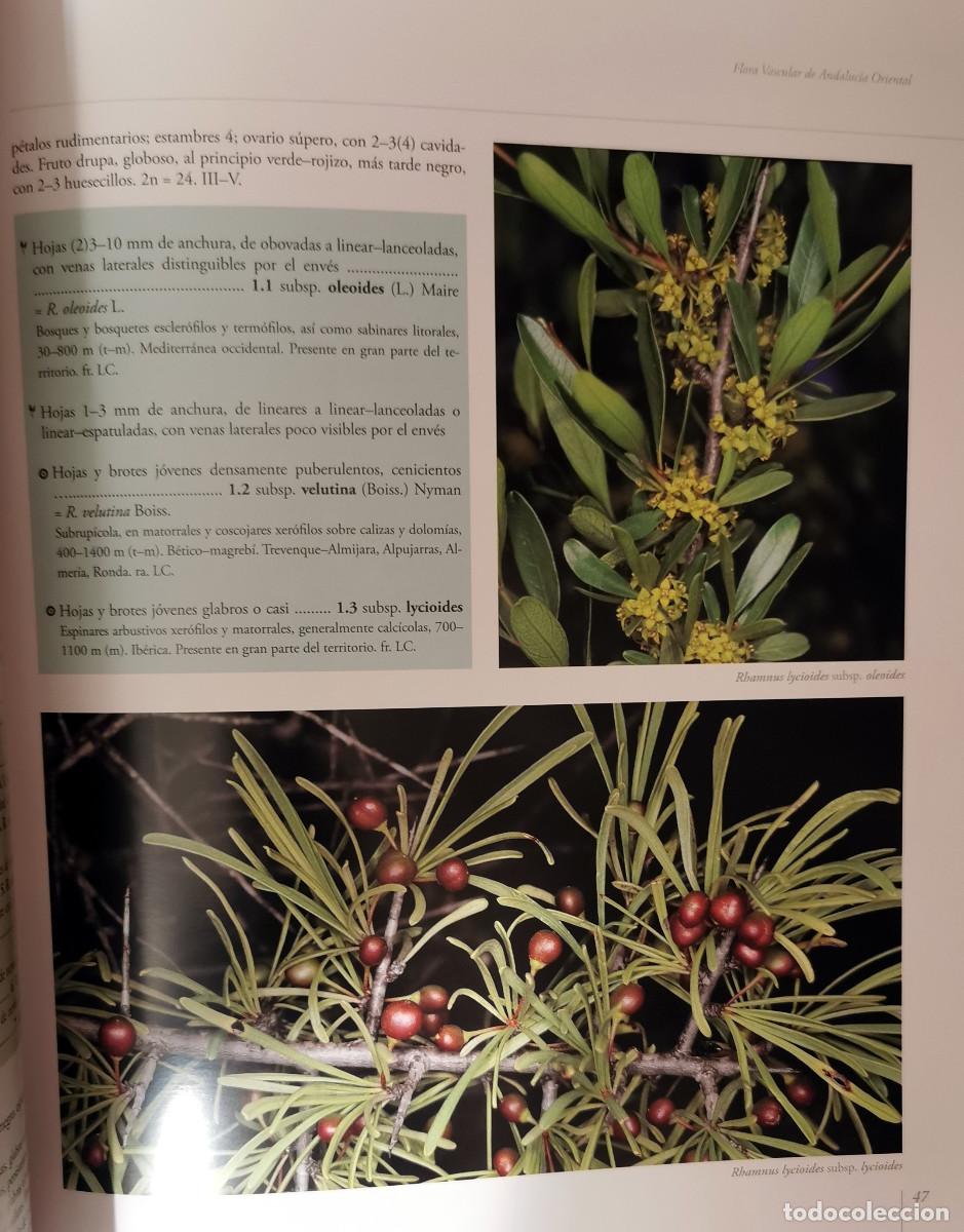 Libros de segunda mano: Flora vascular de Andaluc&iacute;a Oriental - Foto 7