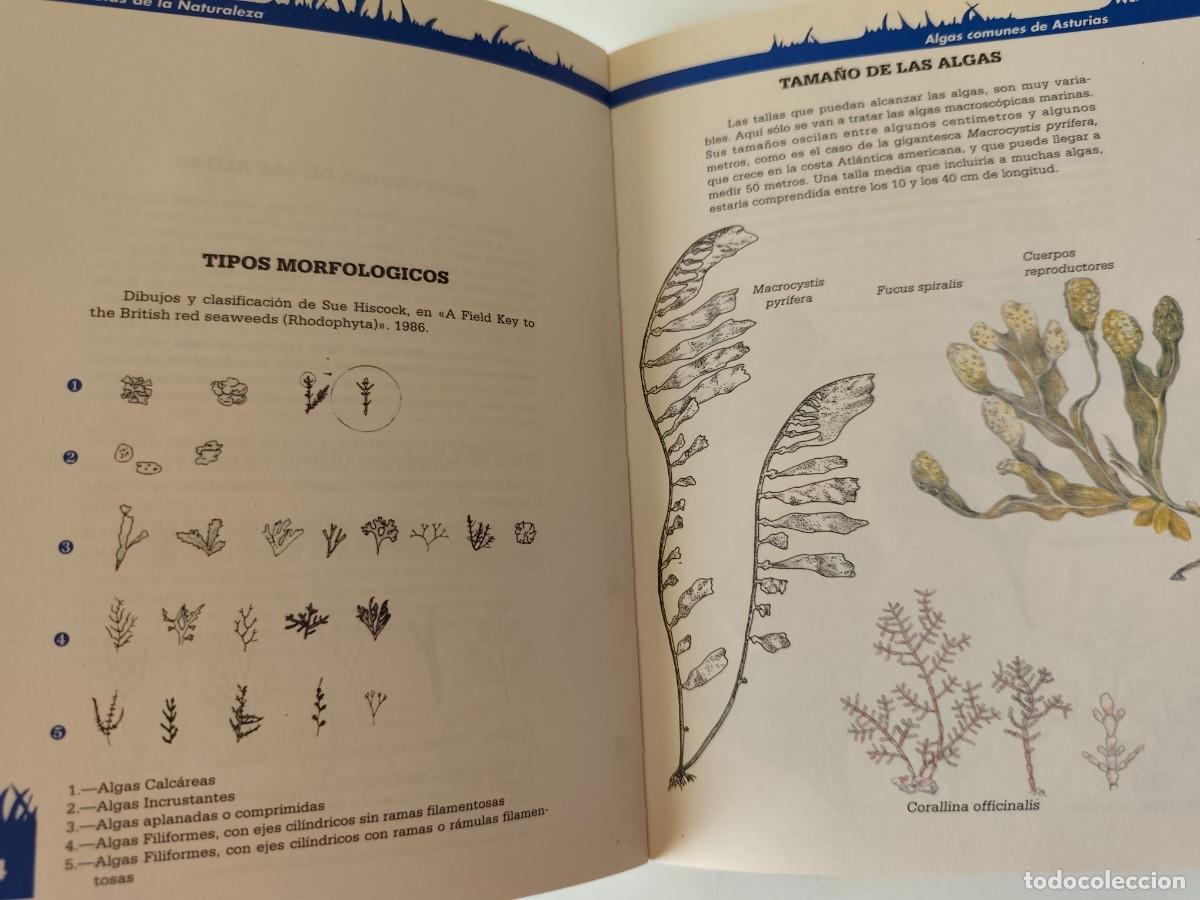 Libros de segunda mano: ALGAS COMUNES EN ASTURIAS. Cristina Poyal 1992 - Foto 2