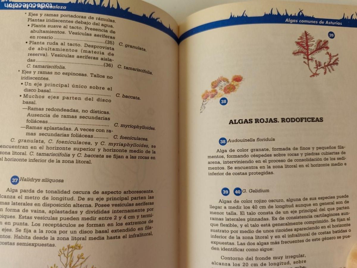 Libros de segunda mano: ALGAS COMUNES EN ASTURIAS. Cristina Poyal 1992 - Foto 3