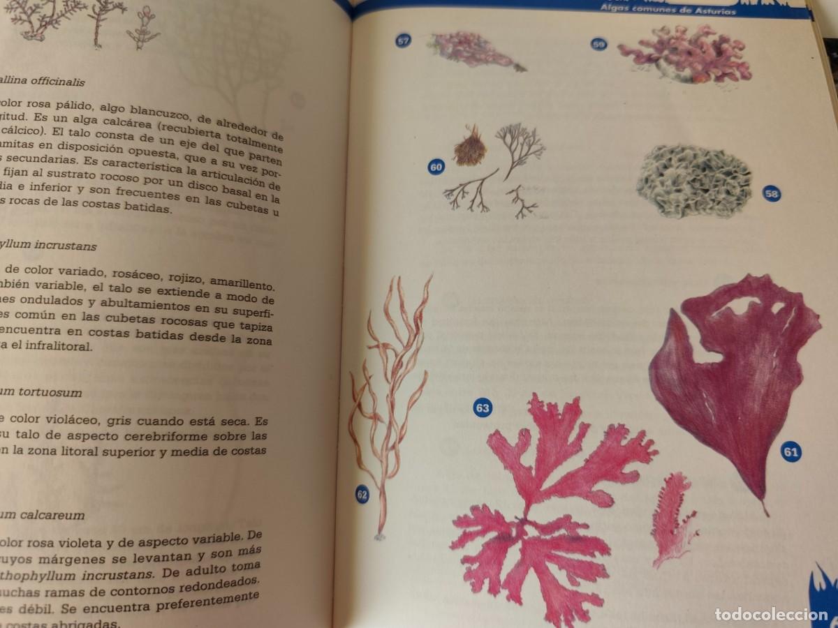 Libros de segunda mano: ALGAS COMUNES EN ASTURIAS. Cristina Poyal 1992 - Foto 4