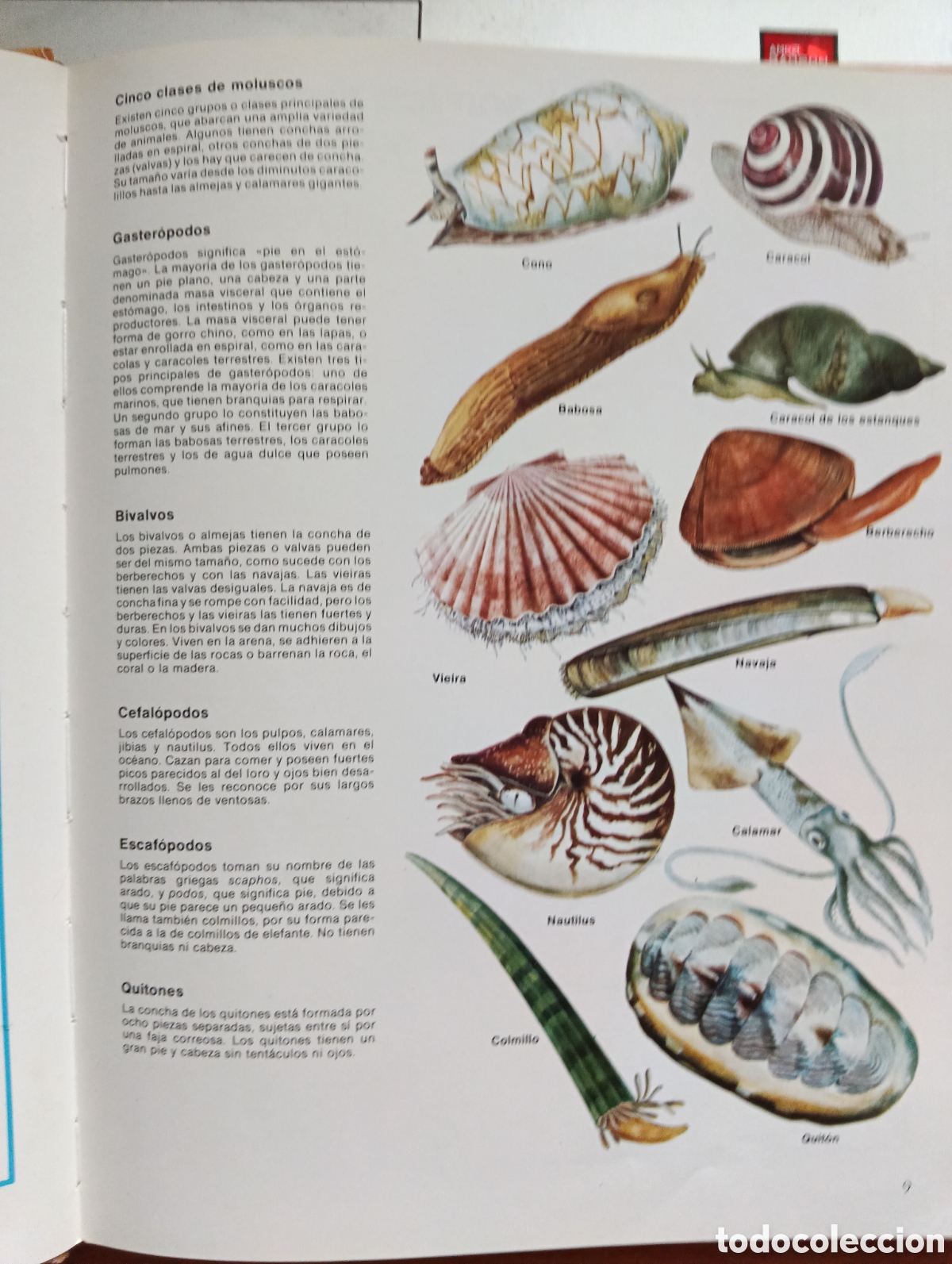 Libros de segunda mano: La vidad de los animales con Concha, Solene Whybrow - Foto 2