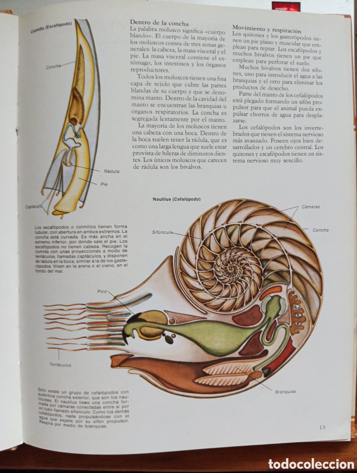 Libros de segunda mano: La vidad de los animales con Concha, Solene Whybrow - Foto 3