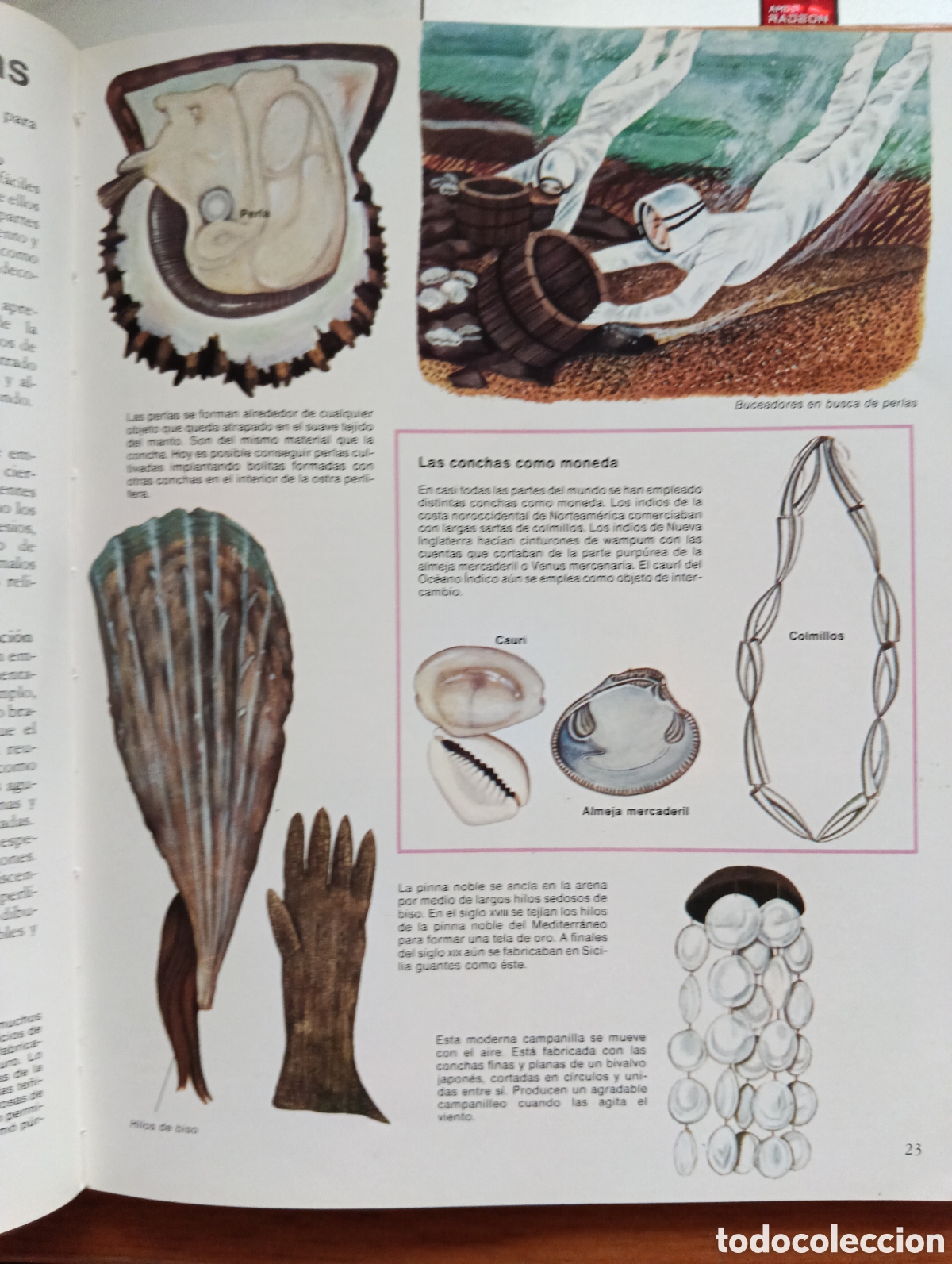 Libros de segunda mano: La vidad de los animales con Concha, Solene Whybrow - Foto 4