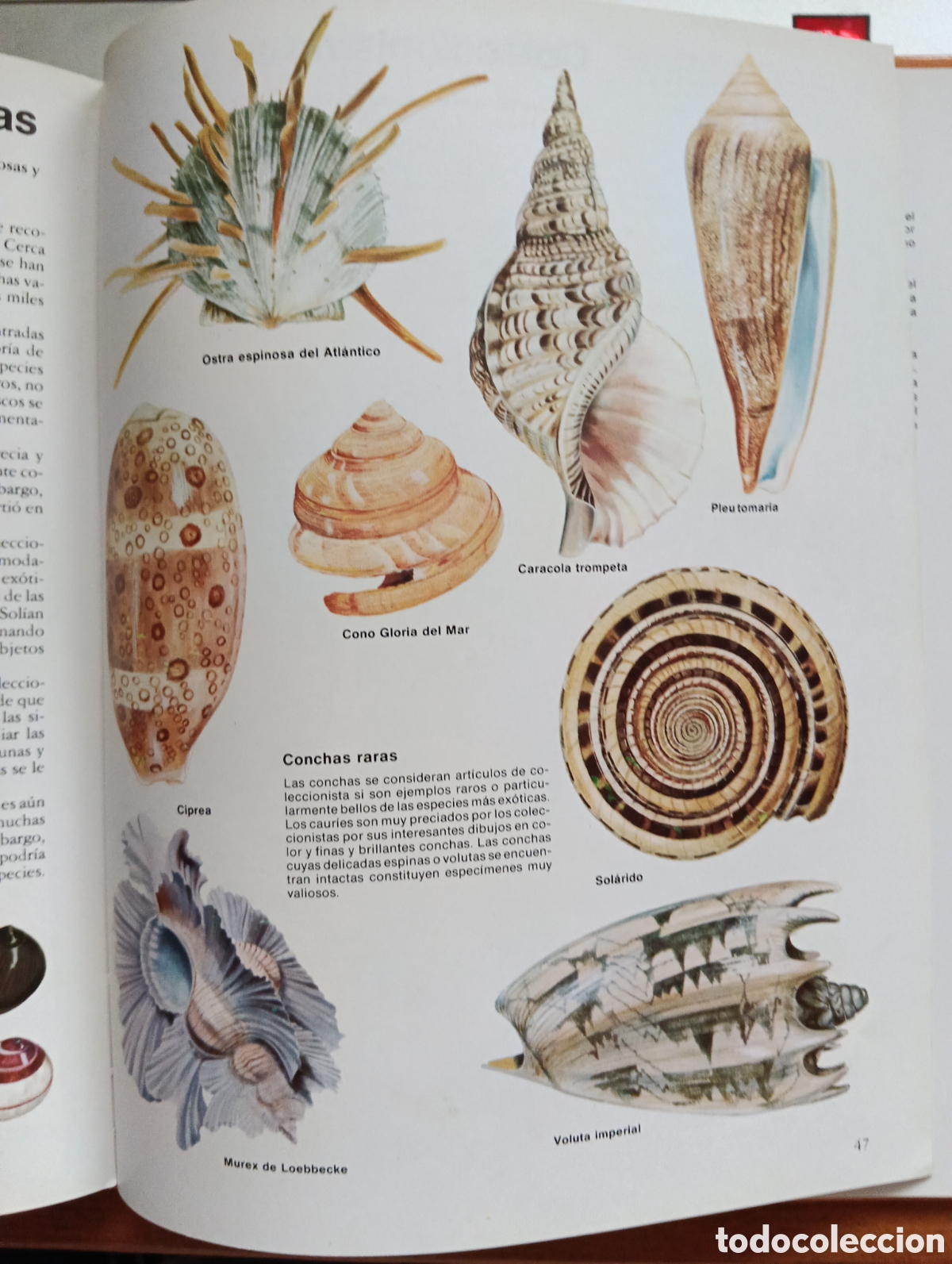 Libros de segunda mano: La vidad de los animales con Concha, Solene Whybrow - Foto 5