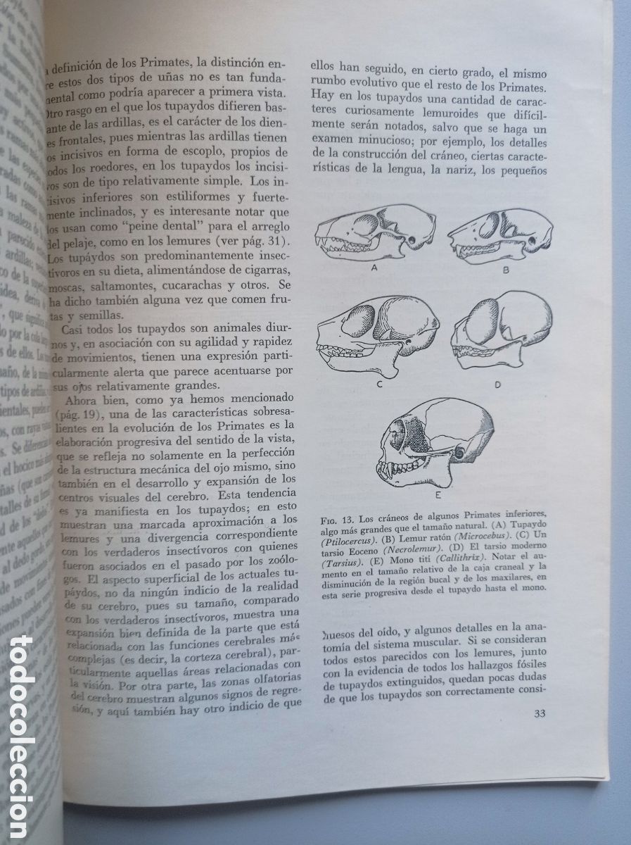 Libros de segunda mano: HISTORIA DE LOS PRIMATES. E. E. LE GROS CLARK - Foto 4
