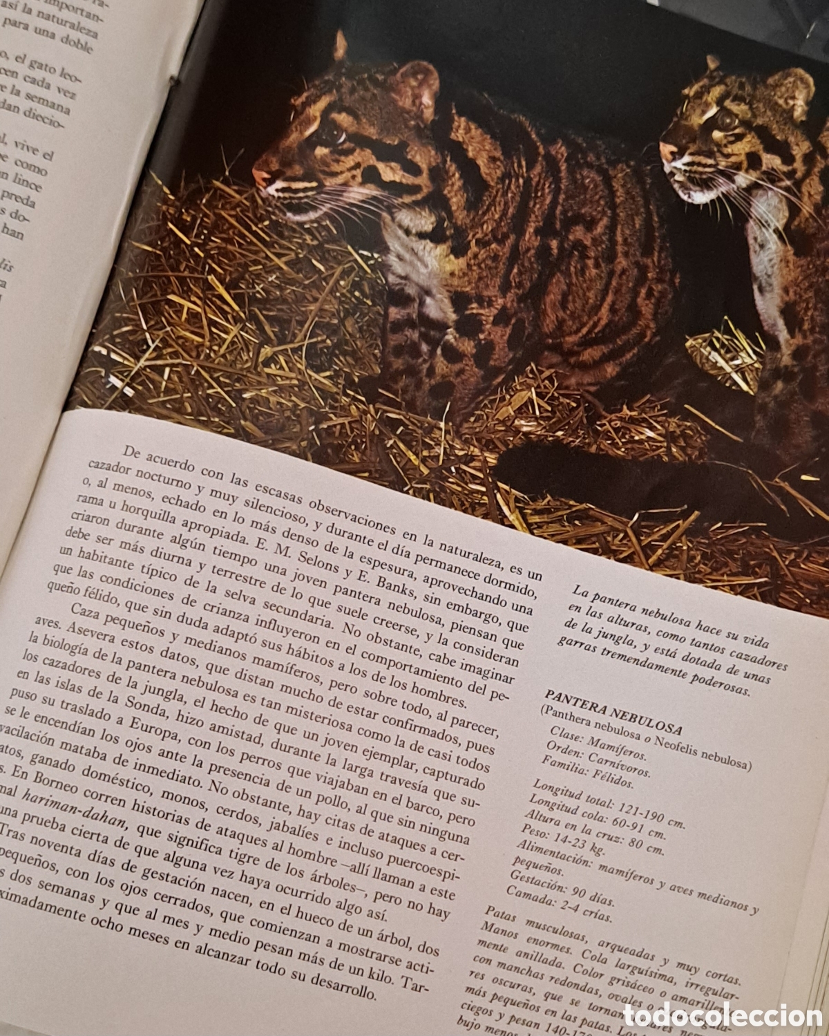 Libros de segunda mano: Enciclopedia FAUNA - 11 Tomos - Foto 2