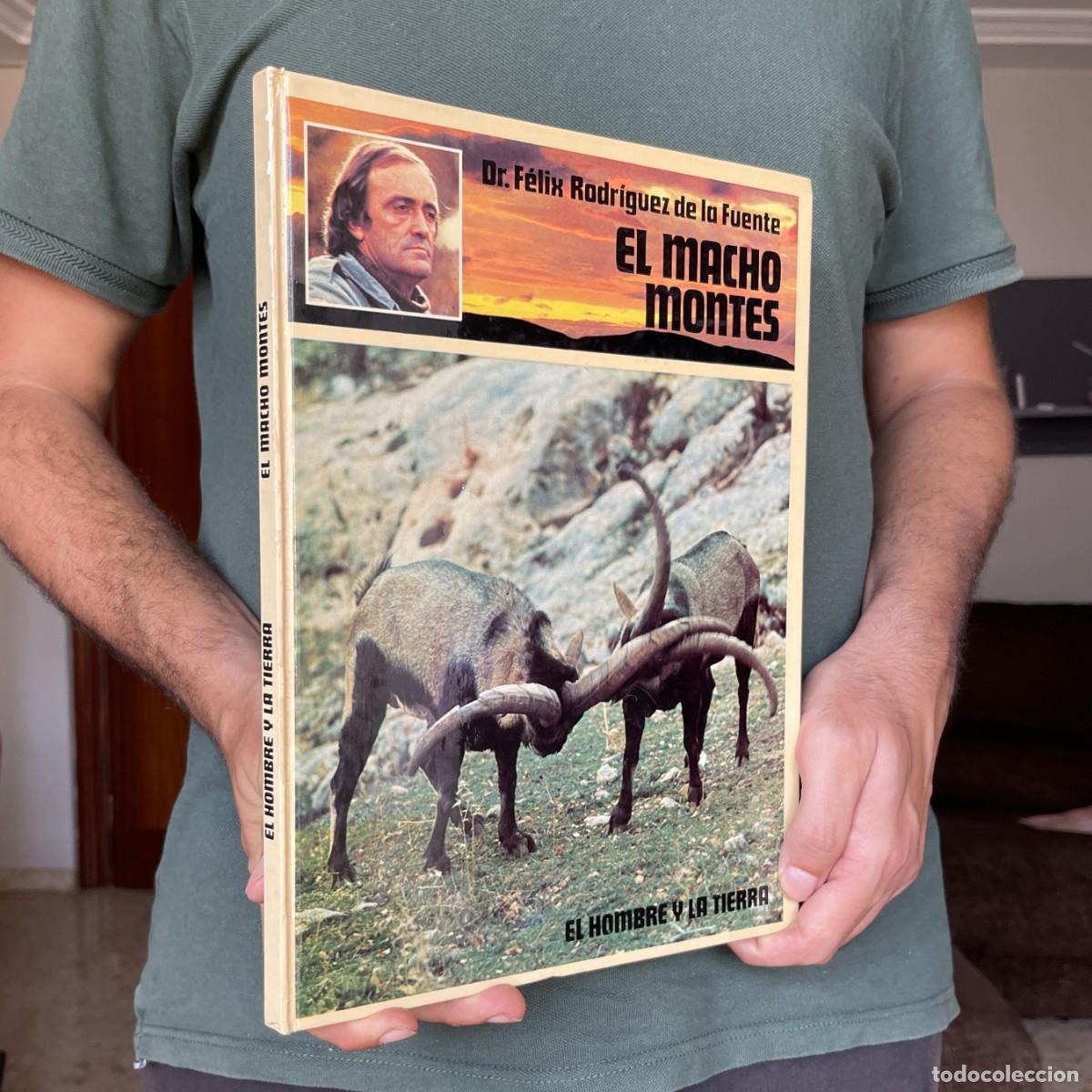 Libros de segunda mano: A&ntilde;o 1979 - El macho mont&eacute;s - FELIX RODR&Iacute;GUEZ DE LA FUENTE - Caza - El hombre y la tierra