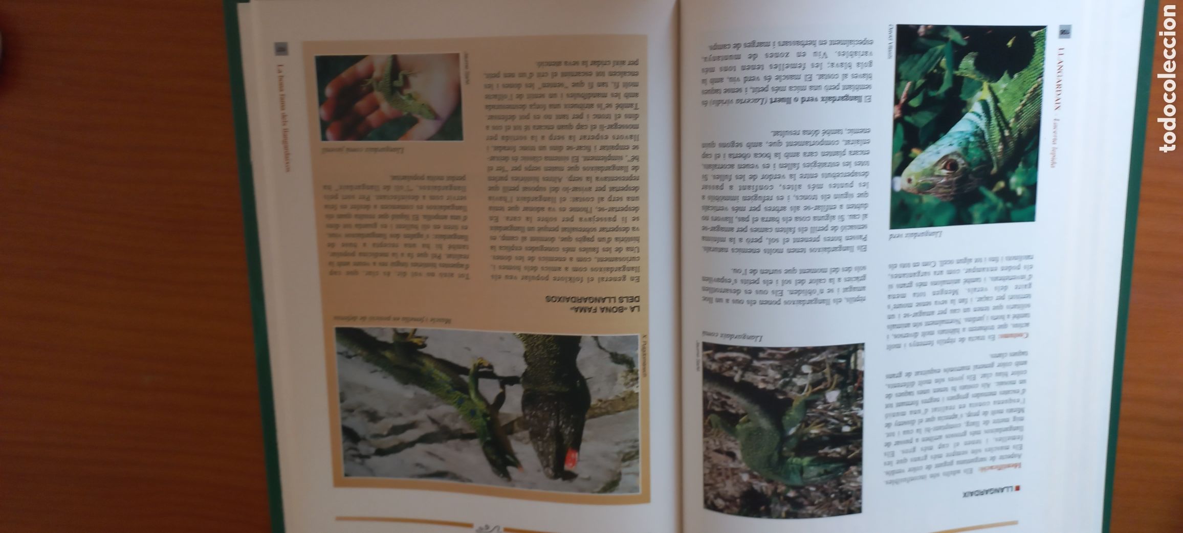 Libros de segunda mano: Bestiari de Catalunya El 9nou Jaume Sa&ntilde;&eacute; 1995 - Foto 3