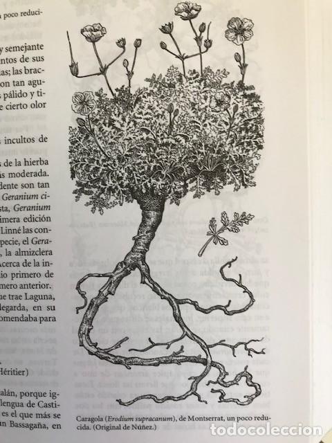 Libros de segunda mano: Plantas medicinales: El Dioscorides renovado Font Quer, P&iacute;o Ediciones Pen&iacute;nsula (2014) - Foto 2