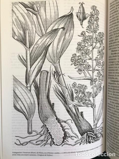 Libros de segunda mano: Plantas medicinales: El Dioscorides renovado Font Quer, P&iacute;o Ediciones Pen&iacute;nsula (2014) - Foto 3