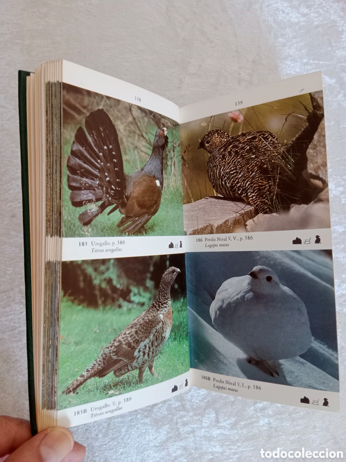Libros de segunda mano: LA GU&Iacute;A DE INCAFO DE LAS AVES DE LA PEN&Iacute;NSULA IB&Eacute;RICA - Foto 4
