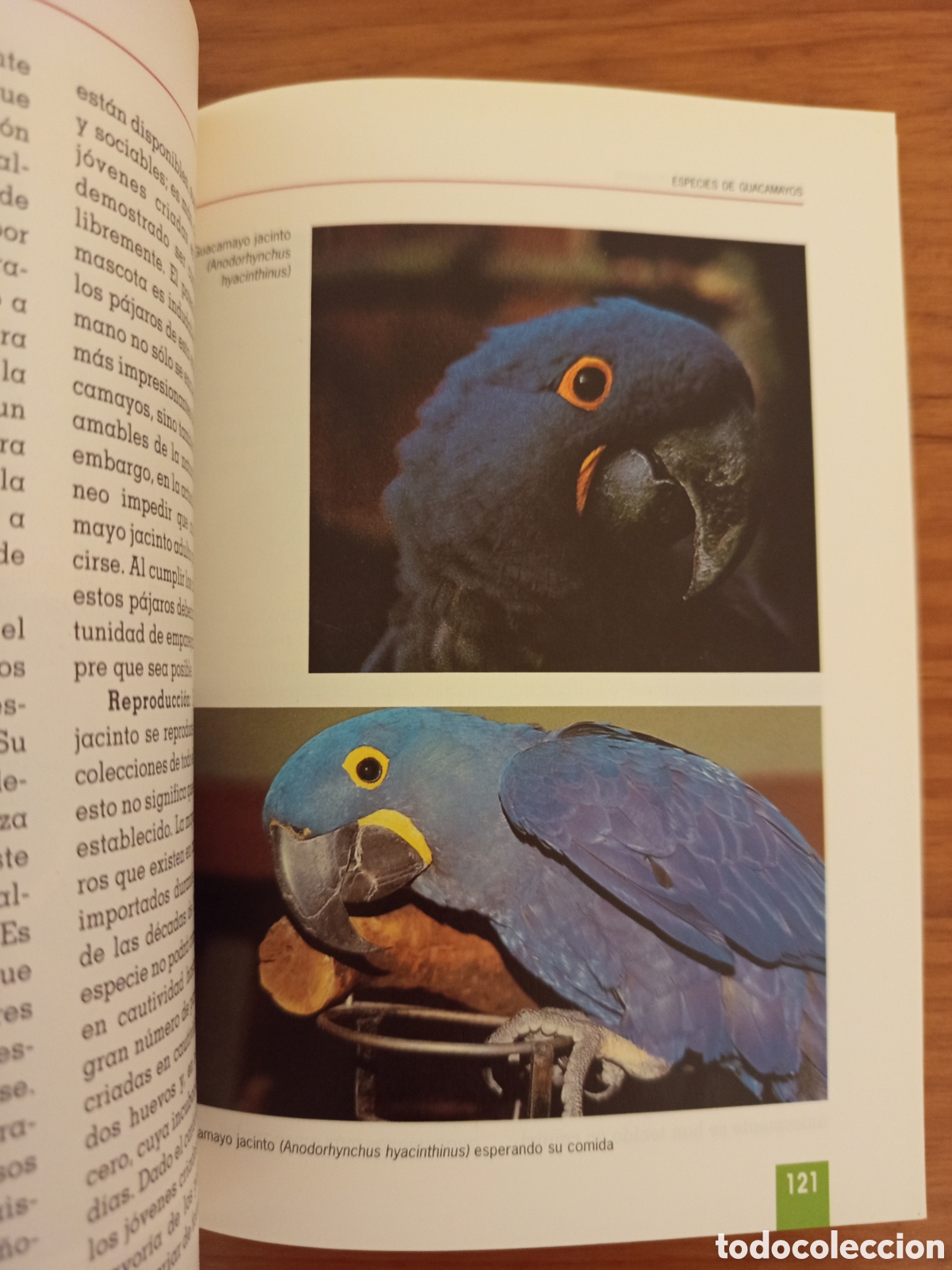 Libros de segunda mano: EL NUEVO LIBRO DE LOS GUACAMAYOS (ROGER G. SWEENEY) - Foto 5