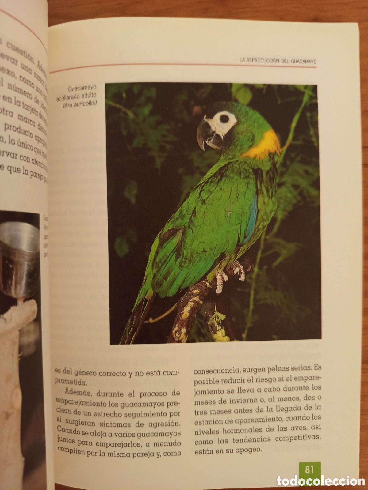 Libros de segunda mano: EL NUEVO LIBRO DE LOS GUACAMAYOS (ROGER G. SWEENEY) - Foto 7