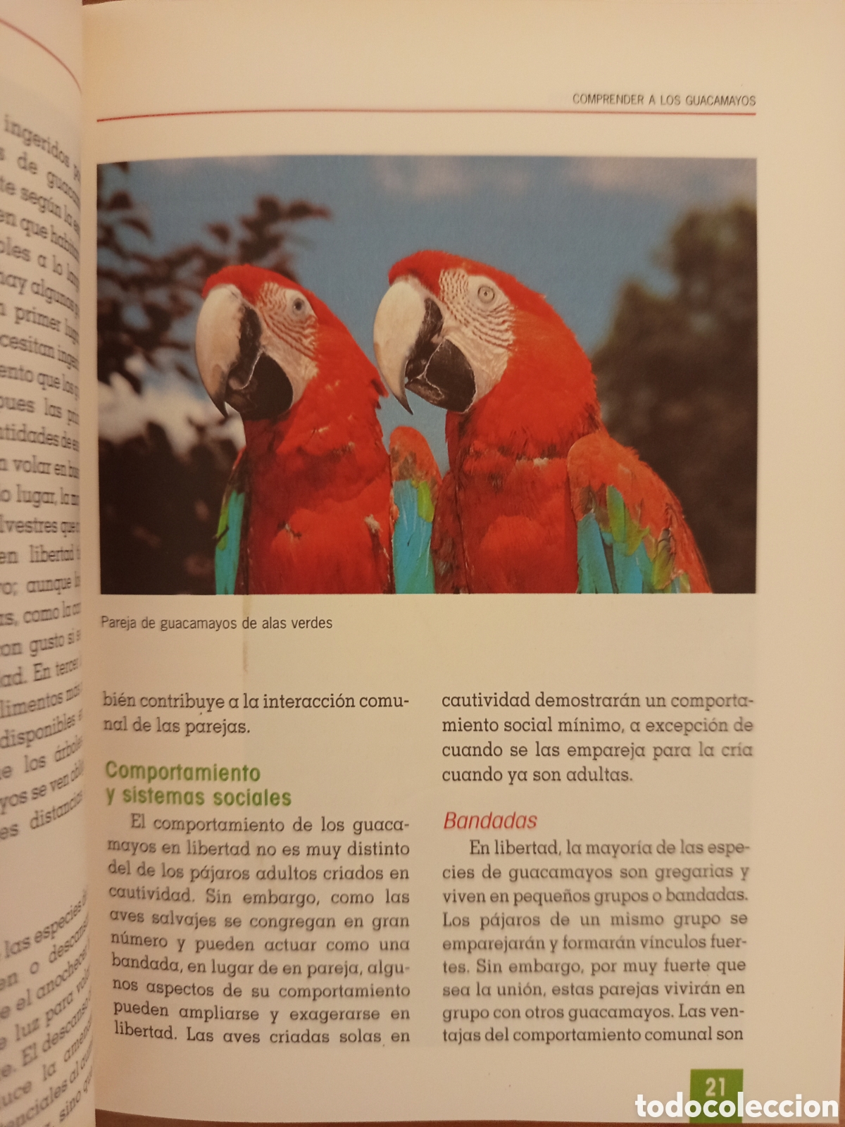 Libros de segunda mano: EL NUEVO LIBRO DE LOS GUACAMAYOS (ROGER G. SWEENEY) - Foto 11
