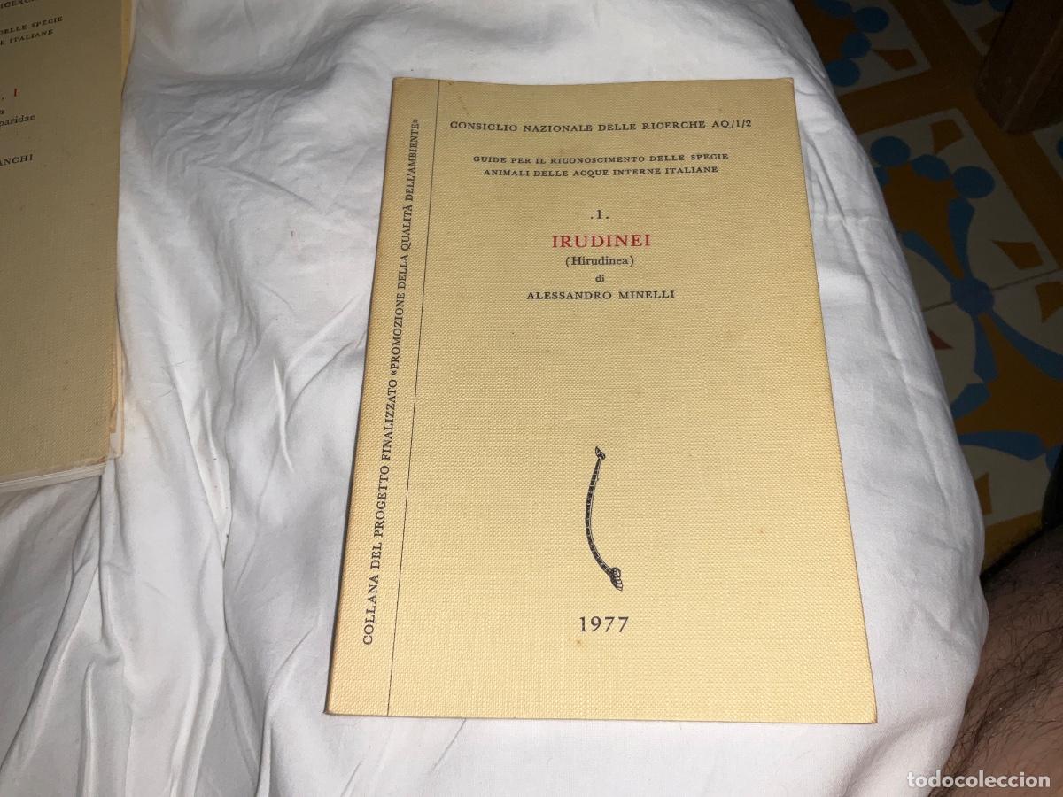 Libros de segunda mano: Irudinei alessandro minelli 1977 Hirudinea