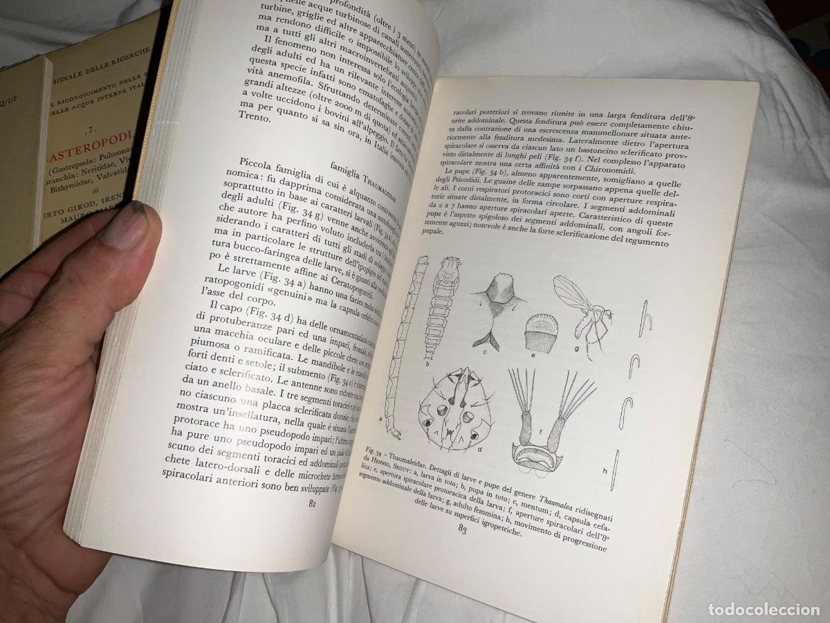 Libros de segunda mano: Ditteri Diptera Leo Rivosecchi 1984 - Foto 2