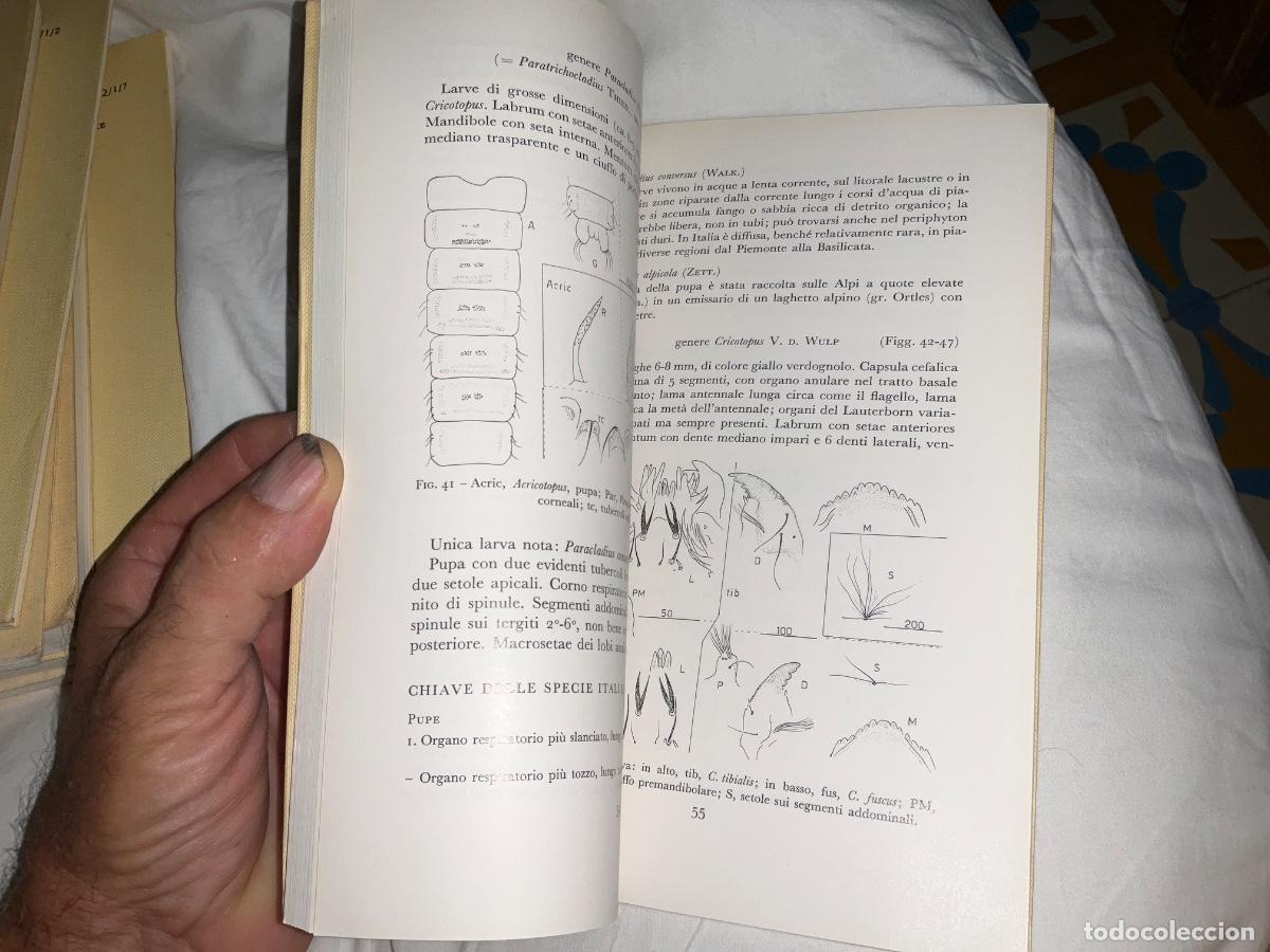 Libros de segunda mano: Chironomidi 2 diptera Bruno Rossaro - Foto 2