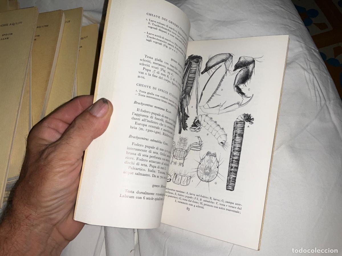 Libros de segunda mano: Tricotteri giampaolo moretti Trichoptera - Foto 2