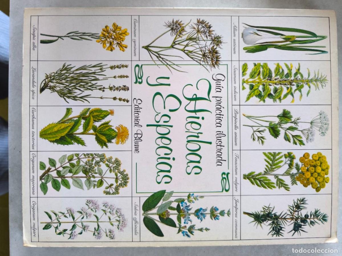 Libros de segunda mano: HIERVAS Y ESPECIAS EDITORIAL BLUME