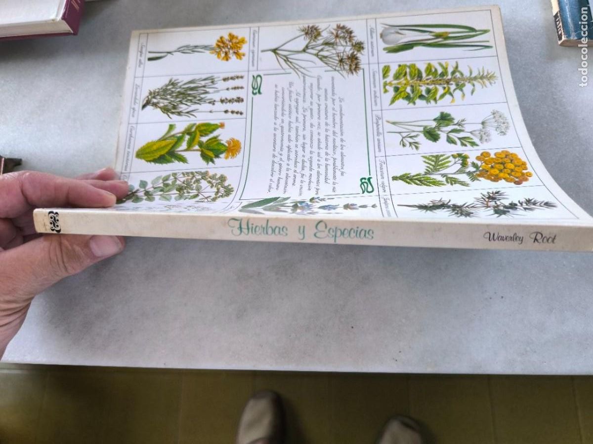 Libros de segunda mano: HIERVAS Y ESPECIAS EDITORIAL BLUME - Foto 2