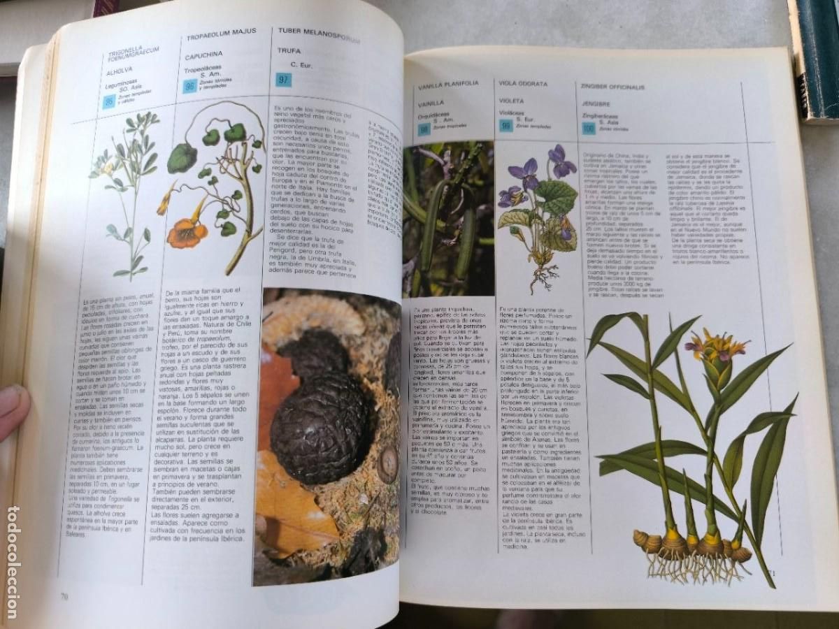 Libros de segunda mano: HIERVAS Y ESPECIAS EDITORIAL BLUME - Foto 5